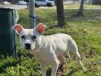 Harleigh, Terrier (unknown Type, Small) For Adoption In Taylors, South Carolina