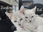 Justin, Domestic Shorthair For Adoption In Rosenberg, Texas