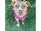 Lilah, American Staffordshire Terrier For Adoption In Itasca, Illinois