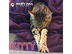 Kitty (courtesy Post), Domestic Shorthair For Adoption In Council Bluffs, Iowa