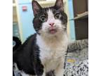 General, Domestic Shorthair For Adoption In Richmond, Virginia