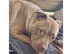 Rhonda, American Pit Bull Terrier For Adoption In Sanford, North Carolina