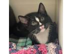 Pepe, Domestic Shorthair For Adoption In Reisterstown, Maryland