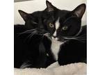 Millicent, Domestic Shorthair For Adoption In Reisterstown, Maryland