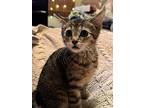 Freya, Domestic Shorthair For Adoption In Fond Du Lac, Wisconsin