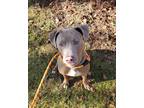 Donny, American Pit Bull Terrier For Adoption In Reisterstown, Maryland