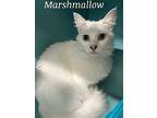 Marshmallow, Domestic Shorthair For Adoption In West Palm Beach, Florida