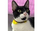 Dolly, Domestic Shorthair For Adoption In West Palm Beach, Florida