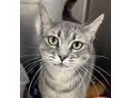 Sweetie, Domestic Shorthair For Adoption In West Palm Beach, Florida