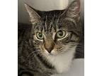 Mimi, Domestic Shorthair For Adoption In West Palm Beach, Florida