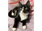 Maya, Domestic Shorthair For Adoption In West Palm Beach, Florida