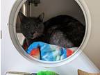 Daisy, Domestic Shorthair For Adoption In Oceanside, California