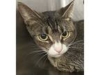 Crystal, Domestic Shorthair For Adoption In West Palm Beach, Florida