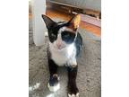 Roxie, Domestic Shorthair For Adoption In West Palm Beach, Florida