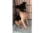 Z Squeaks, Rat Terrier For Adoption In Miami, Florida