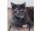 Lilo, Domestic Mediumhair For Adoption In Fort Myers, Florida