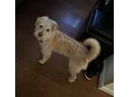 Hailey, Westie, West Highland White Terrier For Adoption In Hamilton, New Jersey