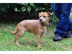 Erik, Terrier (unknown Type, Medium) For Adoption In Hamilton, New Jersey