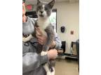 Lord Grey, Domestic Shorthair For Adoption In Fort Worth, Texas