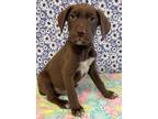 Clark, Labrador Retriever For Adoption In Murphysboro, Illinois