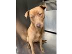 Lucy, Labrador Retriever For Adoption In Fort Worth, Texas