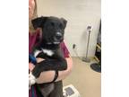 Bonnie, Labrador Retriever For Adoption In Fort Worth, Texas