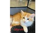 Marvin, Domestic Longhair For Adoption In San Ramon, California