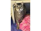 Shay, Domestic Shorthair For Adoption In Oakland, California