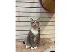 Isadora, American Bobtail For Adoption In The Colony, Texas