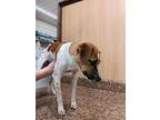 Esmerelda (leddy), Jack Russell Terrier For Adoption In Revere, Massachusetts