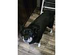 Quaker, Rat Terrier For Adoption In Vancouver, Washington