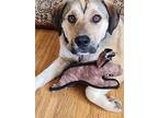 Teay, Labrador Retriever For Adoption In Irwin, Pennsylvania