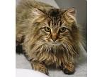 Puff *in Foster*, Domestic Longhair For Adoption In Sheboygan, Wisconsin