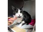 Mulan, Domestic Shorthair For Adoption In Newport, North Carolina