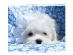 Maltese Puppy for sale in Wilsonville, OR, USA