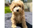 Maltipoo Puppy for sale in Westfield, IN, USA