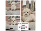 Toy Maltipoo