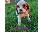 Cavalier King Charles Spaniel Puppy for sale in Rock Valley, IA, USA