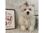 Maltese Puppy for sale in Sharon, KS, USA