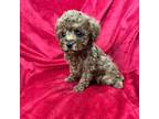 Poodle (Toy) Puppy for sale in Valencia, CA, USA