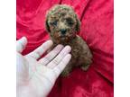 Poodle (Toy) Puppy for sale in Valencia, CA, USA