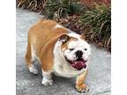 Bulldog Puppy for sale in Lakeland, FL, USA