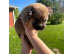 German Shepherd Dog Puppy for sale in Springfield, IL, USA