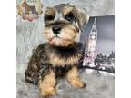 Schnauzer (Miniature) Puppy for sale in New Boston, TX, USA