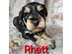 Schnauzer (Miniature) Puppy for sale in New Boston, TX, USA