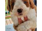 Aussiedoodle Puppy for sale in Leeton, MO, USA