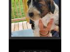 Mutt Puppy for sale in Leeton, MO, USA