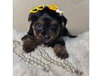 Yorkshire Terrier Puppy for sale in Palmetto, FL, USA