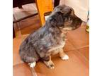 Australian Shepherd Puppy for sale in Mora, NM, USA