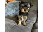 Yorkshire Terrier Puppy for sale in Vancouver, WA, USA